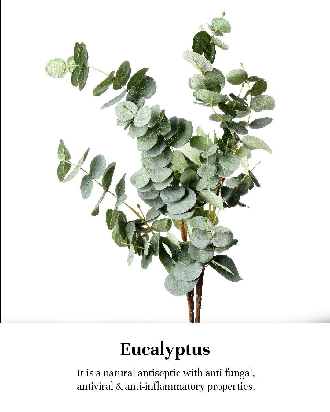 Eucalyptus_7e6c5d09-c638-412d-a951-c55d16fee52b - aaranyaa skincare